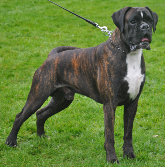 Gold de la Vallée de Porcaro : boxer male pour reproduction chien